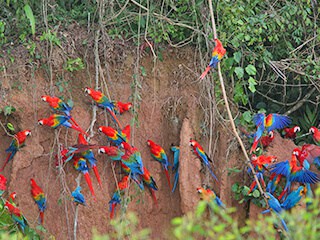 Tambopata